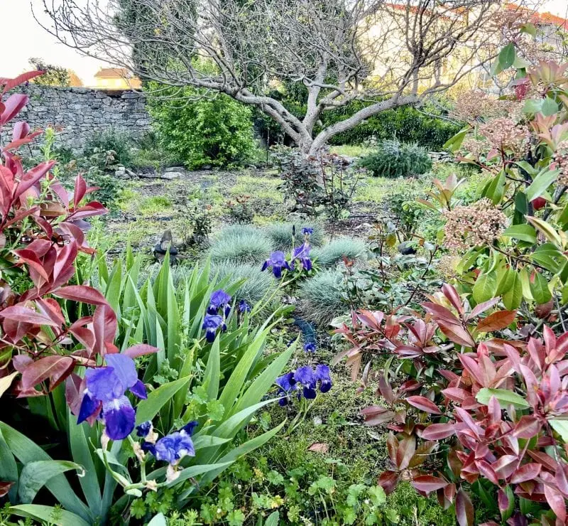Cottage-feel native garden bed supporting biodiversity