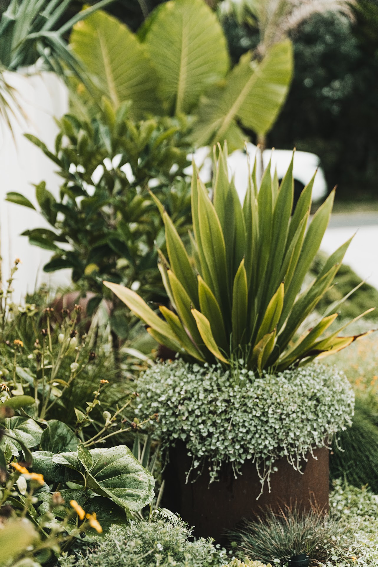 Styled decorative potted plants