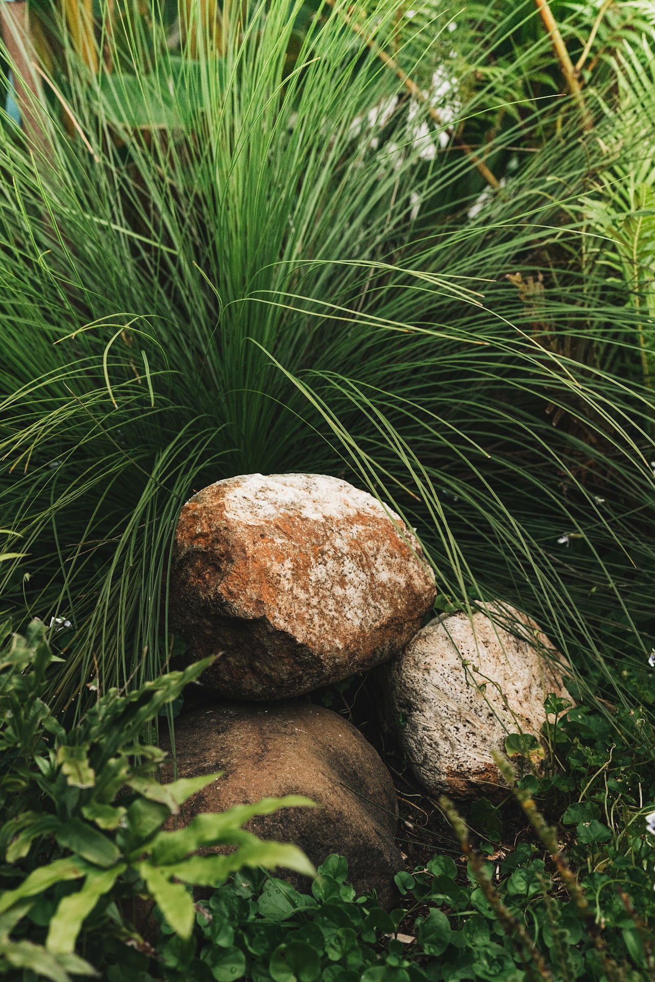 Native garden with a water feature and yellow wildflowers